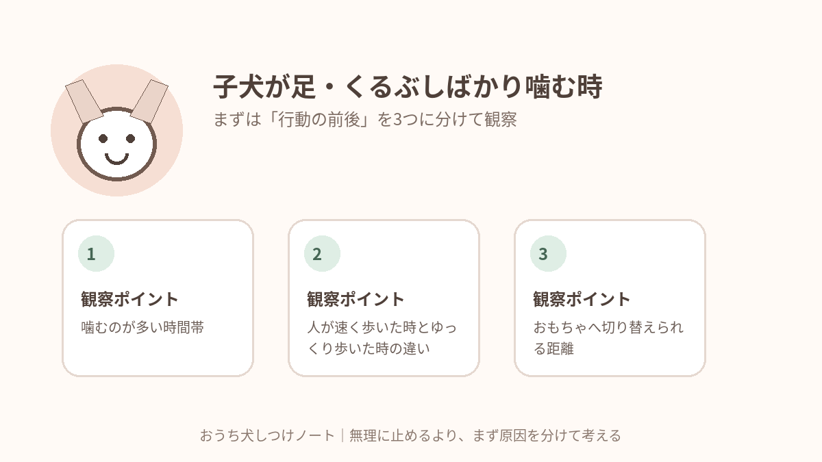 子犬が足・くるぶしばかり噛む時|歩く人を追いかける甘噛みの減らし方で確認したい3つの観察ポイント