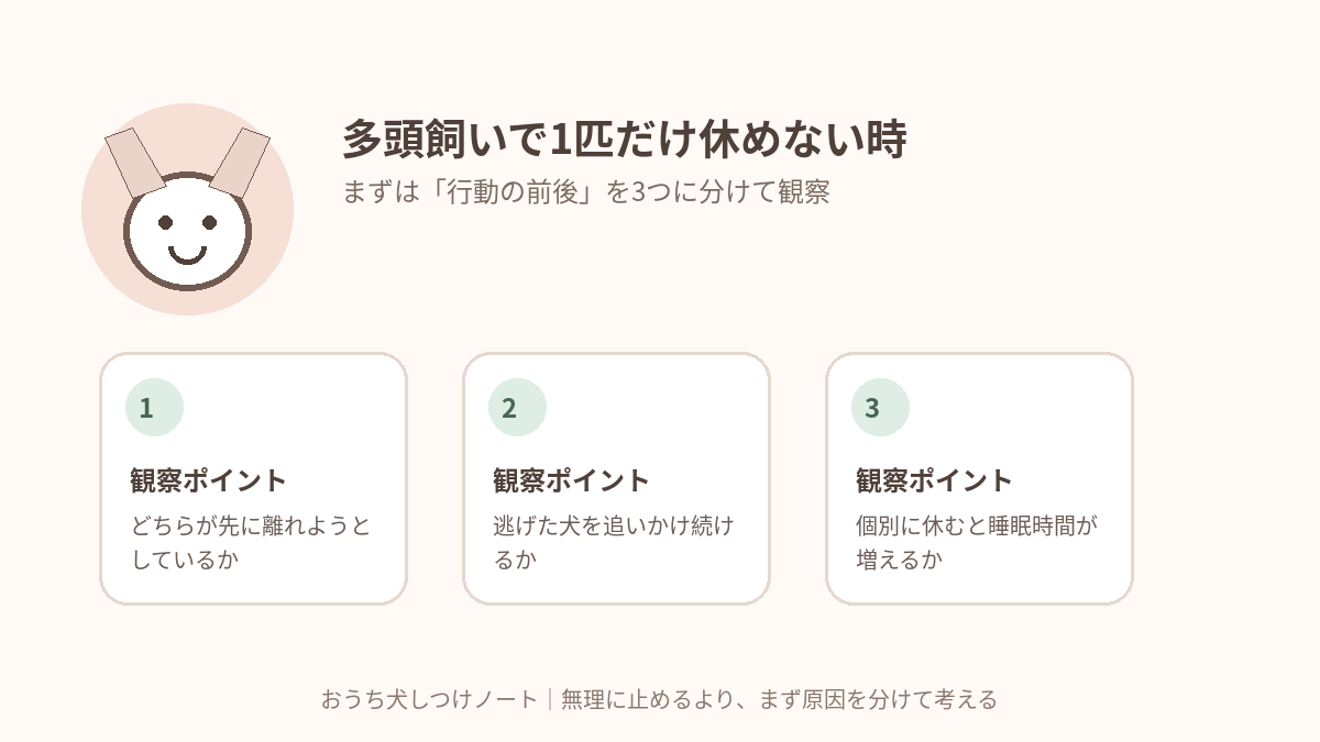 多頭飼いで1匹だけ休めない時｜遊びに誘われ続ける犬の「逃げ場」を作るで確認したい3つの観察ポイント