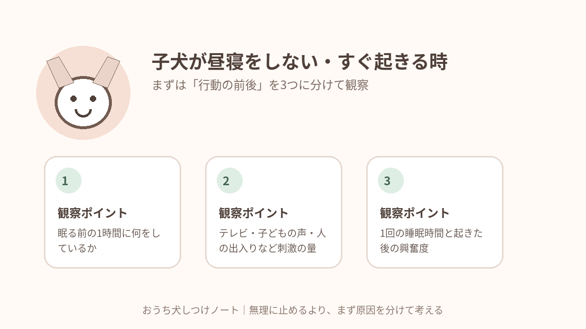 子犬が昼寝をしない・すぐ起きる時｜「疲れさせれば寝る」より休める環境を整えるで確認したい3つの観察ポイント